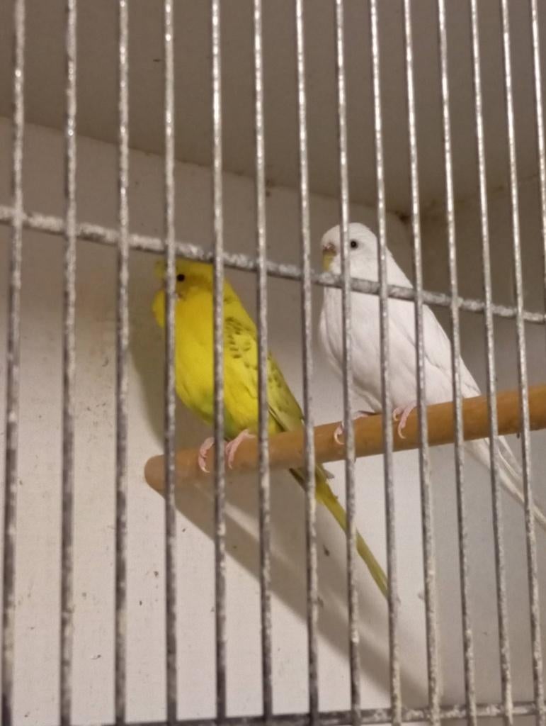 koppel grasparkieten 2022, Parkiet, Geringd