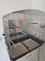 Kanarie koppel met kooi en voedsel, Dieren en Toebehoren, Ophalen