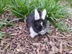 Dwergkonijntjes, Dieren en Toebehoren, Konijnen, Geslacht onbekend, Middelgroot, Hangoor, 0 tot 2 jaar