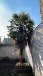 Palmboom 6 m gratis, Tuin en Terras, Planten | Bomen, Ophalen, Palmboom