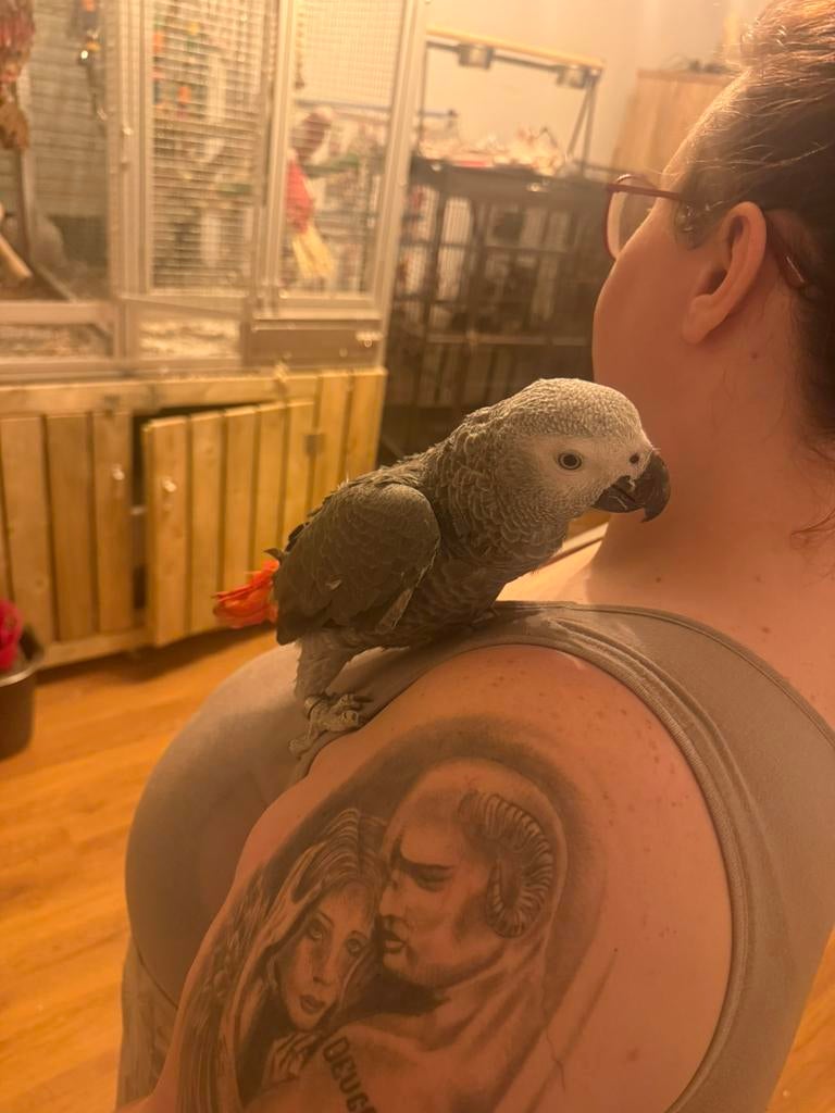 Handtamme grijze roodstaart jaco 1 jaar man, Dieren en Toebehoren, Mannelijk, Papegaai, Pratend