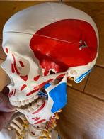 Studieskelet voor studenten geneeskunde/kinesitherapie, Ophalen, Gebruikt