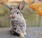 NHD Voedster, Dieren en Toebehoren, Konijnen, Vrouwelijk, Dwerg, Hangoor, 0 tot 2 jaar