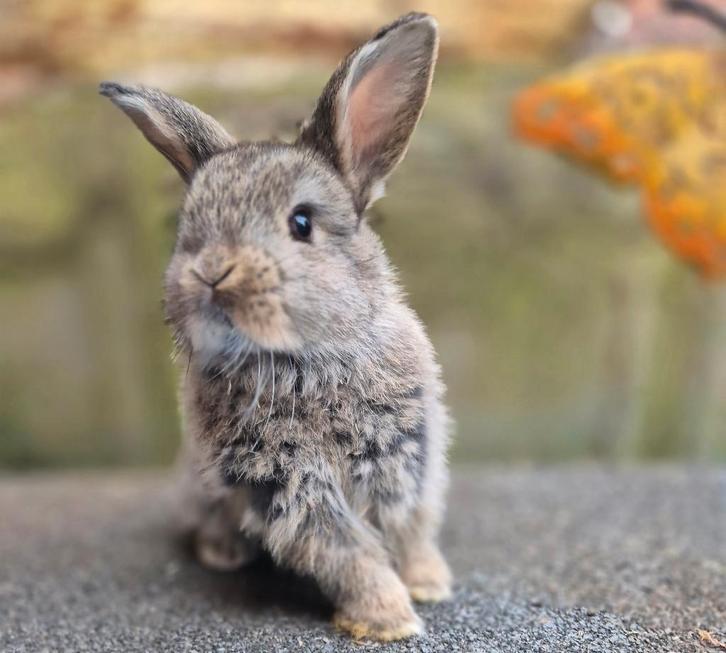 NHD Voedster, Dieren en Toebehoren, Konijnen, Dwerg, Vrouwelijk, 0 tot 2 jaar, Hangoor