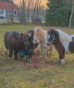 Verzorgertje gezocht voor minipaardjes, Jument