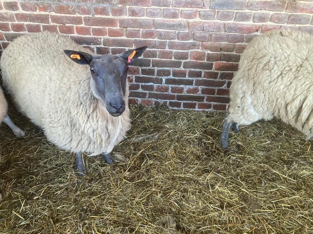 Bleu du maine ooien te koop, Femelle, Mouton, 0 à 2 ans