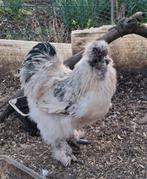 GRATIS Mooie Hanen/zijdehoen, Dieren en Toebehoren, Pluimvee, Mannelijk, Kip