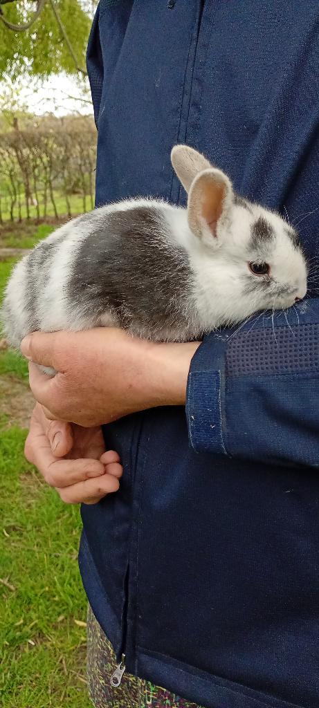 dwergkonijntjes, Mâle, Nain