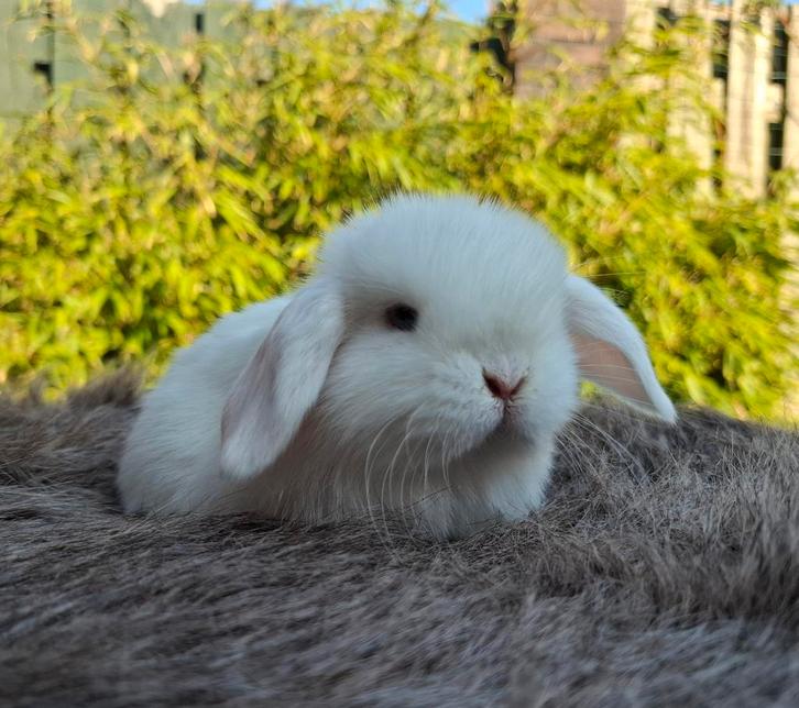 Raszuiver minilop rammetje, Animaux & Accessoires, Lapins