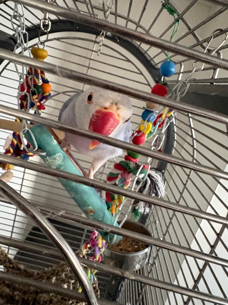 Halsbandparkiet, Animaux & Accessoires, Oiseaux | Perruches & Perroquets, Sexe inconnu, Perruche, Parleur