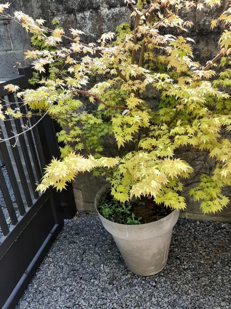 Érable du Japon, Enlèvement