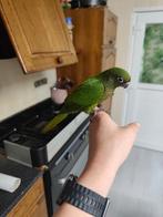 Pyhurra tam, Dieren en Toebehoren, Meerdere dieren, Parkiet, Tam