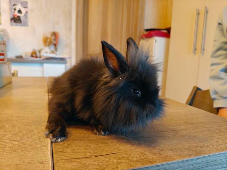 Verschillende tamme leeuwenkopjes of kortharige konijntjes, Animaux & Accessoires, Lapins