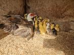 Barberie kuikens eendagskuikens, Dieren en Toebehoren, Meerdere dieren, Eend