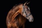 Bewezen Leerpony, fokmerrie, sportpony Z niveau !, Dieren en Toebehoren, Merrie, Z, Gechipt, Dressuurpony