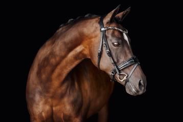 Bewezen Leerpony, fokmerrie, sportpony Z niveau ! beschikbaar voor biedingen