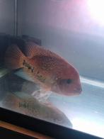 Blue spotted vieja man +/- 30cm, Vis, Zoetwatervis