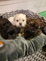 Lhasa-Apso, Dieren en Toebehoren, Honden | Chihuahua's en Gezelschapshonden, België, CDV (hondenziekte), 8 tot 15 weken, Meerdere