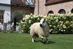 Kerry Hill Ram, Dieren en Toebehoren, Mannelijk, Schaap, 0 tot 2 jaar