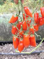 5 graines Flashentomate - savoureuse petite tomate Roma, Graine, Printemps, Envoi