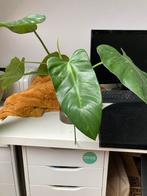 Gewortelde stekken jose buono plant, Ophalen