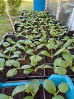 Courgette plantjes in pot, Ophalen