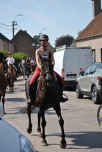 Superlief wandelpaard, Dieren en Toebehoren, Paarden, Merrie, Minder dan 160 cm, 11 jaar of ouder