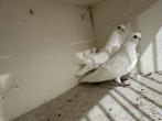 Pigeons blancs