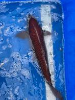 Bruine tamme koi, Dieren en Toebehoren, Vissen | Vijvervissen, Karper of Koi