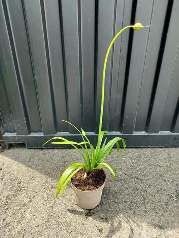 Agapanthus Blauw ( 2 bloemen in knop)