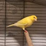 3 kanaries, Dieren en Toebehoren