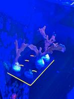 Koralen sps zeeaquarium, Dieren en Toebehoren, Vissen | Aquariumvissen