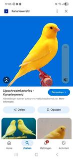 Gele intensieve pop gezocht