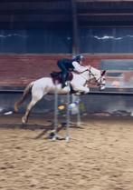 E pony te koop, Dieren en Toebehoren, Pony's, Merrie, E pony (1.48m - 1.57m), Springpony, 7 tot 10 jaar