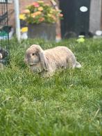 Franse hangoor konijnen, Dieren en Toebehoren, Konijnen, Hangoor