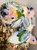 Baby zonparkiet, Dieren en Toebehoren, Geslacht onbekend, Parkiet, Geringd