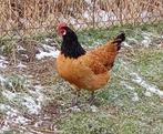 Broedeieren Vorwerk, Dieren en Toebehoren, Pluimvee
