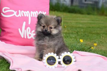Pomeriaan,dwergkees,keeshond ,spitz pups, Dieren en Toebehoren, Honden | Poolhonden, Keeshonden en Oertypen, België, Keeshond