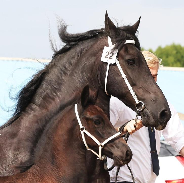2 PRACHTIGE FRIESE Hengstveulens 1 x 1e prmie, Dieren en Toebehoren, Paarden, Hengst