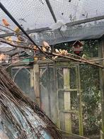 Kanaries te koop, Dieren en Toebehoren