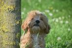 Maltipoo pups prachtige keuze, Dieren en Toebehoren, België, 15 weken tot 1 jaar, Overige rassen, CDV (hondenziekte)