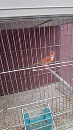 Rood mozaiek kanaries mannen, Dieren en Toebehoren, Vogels | Kanaries