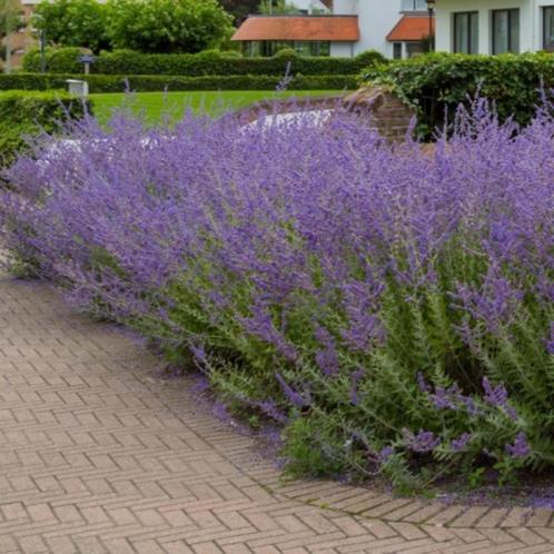 Perovskia 'Bleu spire', Jardin & Terrasse, Plantes | Jardin, Plante fixe, Enlèvement