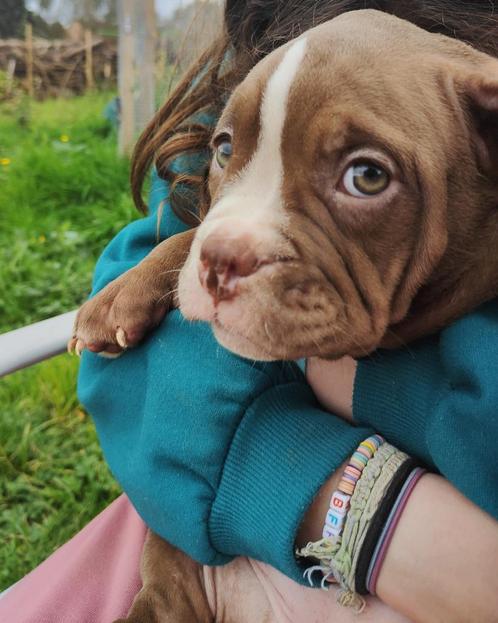 American Bully ABKC, Animaux & Accessoires, Chiens | Bouledogues, Pinschers & Molossoïdes, Plusieurs animaux, Autres races, Éleveur | Loisir