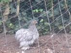Cochines te koop, Dieren en Toebehoren, Pluimvee