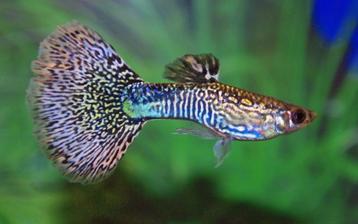 Hobbyaquarium Poec ret Mosaic green guppen/guppy