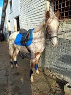 Hongre appaloosa de 2 ans pp, Animaux & Accessoires, Chevaux, Hongre, Moins de 160 cm, Cheval western, Vermifugé
