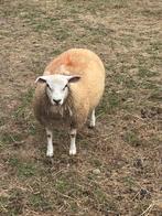 Jonge ooien, Dieren en Toebehoren, Schapen, Geiten en Varkens