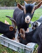 Zeer mooi black/tan bokje met schimmelkleur oortjes, Dieren en Toebehoren, Geit