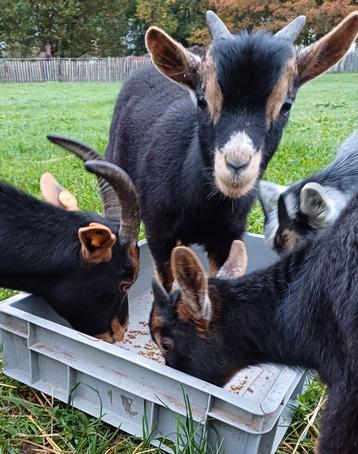 Zeer mooi black/tan bokje met schimmelkleur oortjes  beschikbaar voor biedingen